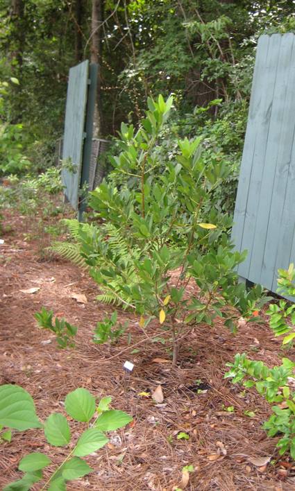 Small Anise Tree